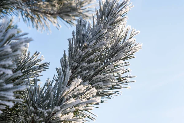 寒冷的冬日早晨松树上的霜 — 图库照片
