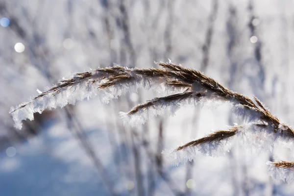Soğuk Kış Sabah Kuru Çimlerin Üzerine Hoarfrost — Stok fotoğraf
