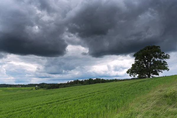 Tarde Verão Campo Letónia — Fotografia de Stock