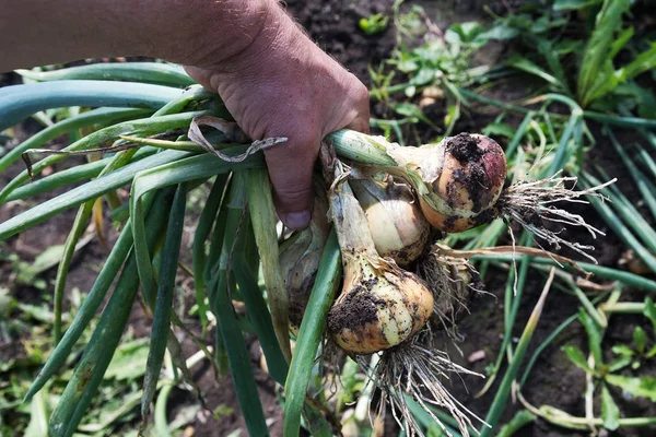 Harvesting Onions Hobby Garden — Stock Photo, Image