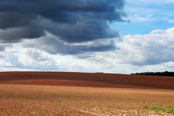 Keimung Von Raps Herbst — Stockfoto