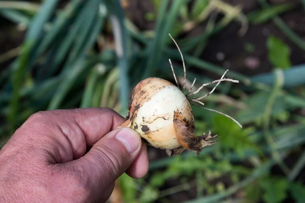 趣味の庭で玉ねぎの収穫 — ストック写真