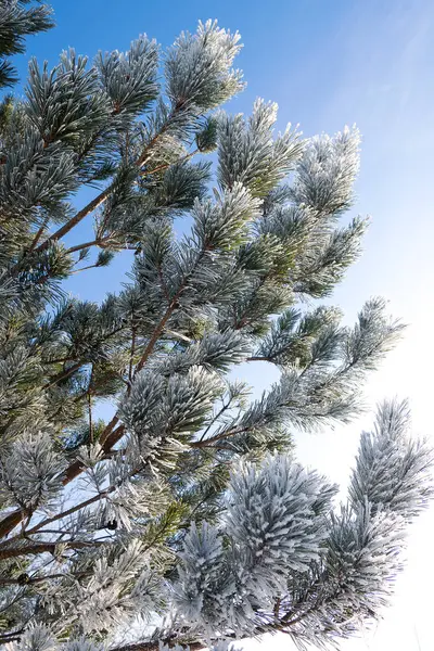 Gelée Sur Pin Dans Matinée Froide Hiver — Photo