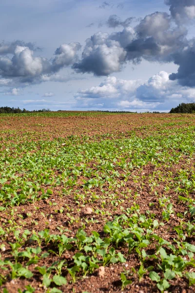 Ontkieming Van Canola Herfst Tijdig — Stockfoto