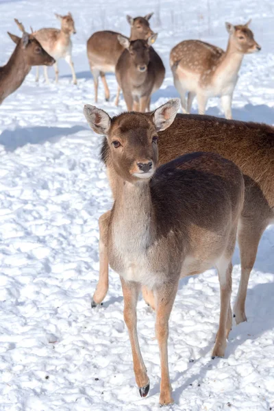冬の雪山での若い鹿 — ストック写真