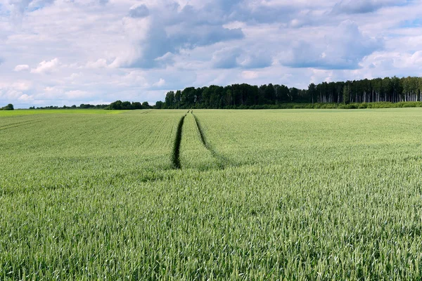 Traccia Nel Campo Grano — Foto Stock