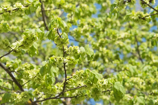 Bloeiende Groene Bladeren Het Voorjaar — Stockfoto