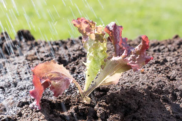 Watering Lettuce Salad Plant — Stock Photo, Image