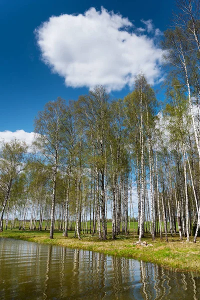 Björkdungen Vid Sjön Våren — Stockfoto