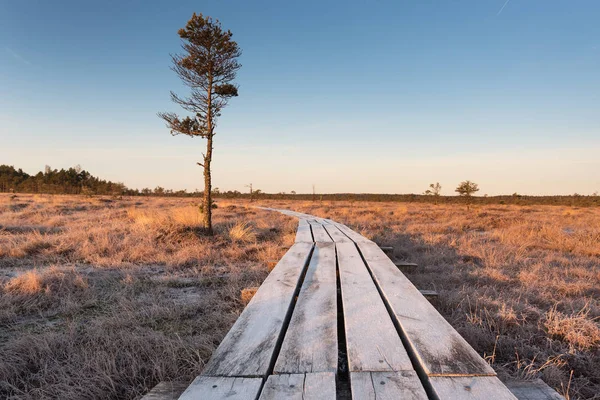 Träspång Dunika Mosse Lettland — Stockfoto