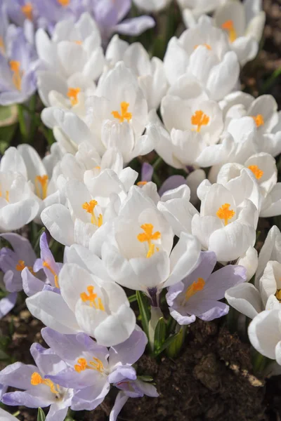 Crocos Luz Sol Primavera Flores Primitivas — Fotografia de Stock