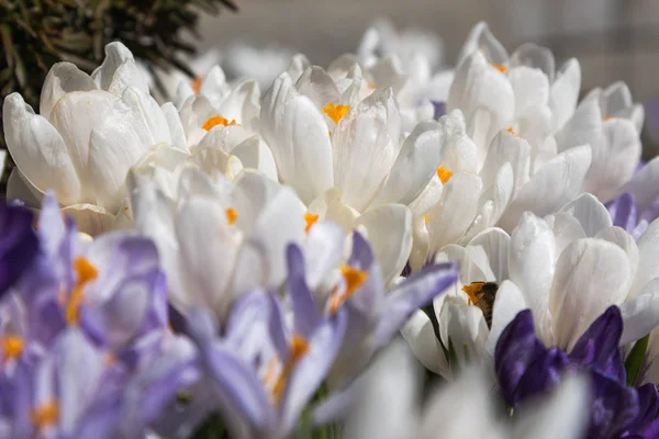 Crocos Luz Sol Primavera Flores Primitivas — Fotografia de Stock