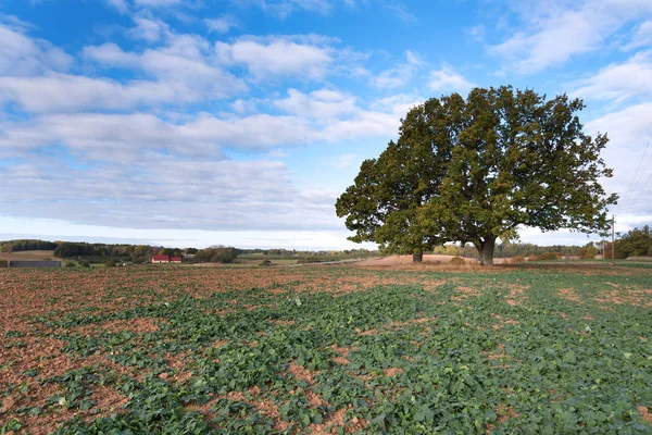 Germinación Nueva Canola Otoño —  Fotos de Stock