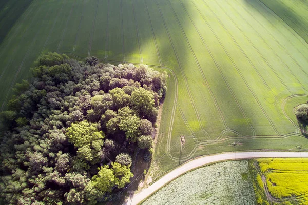 Flygfoto Över Tidy Åkrar Sommarkväll Lettland — Stockfoto