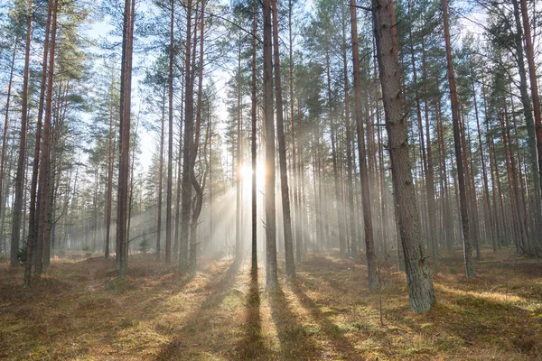 霧の森で太陽の光 — ストック写真