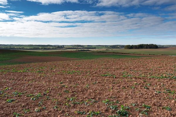 Germinação Nova Canola Outono — Fotografia de Stock