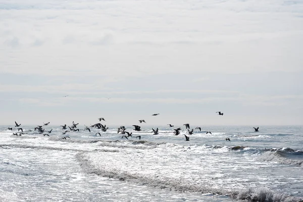 Aves Acima Mar Báltico — Fotografia de Stock