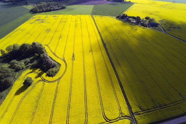 Flygfoto Över Tidy Åkrar Sommarkväll Lettland — Stockfoto