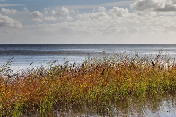 Hierba Agua Mar Golfo Riga Mar Báltico — Foto de Stock