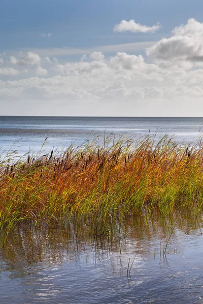 Grama Água Mar Golfo Riga Mar Báltico Imagem De Stock