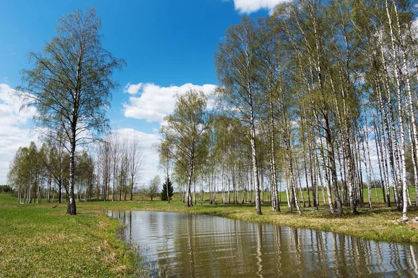 Birch Grove Lake Spring — Stock Photo, Image