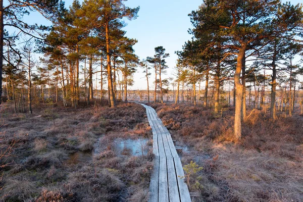 Wooden Footbridge Dunika Bog Latvia — Stock Photo, Image