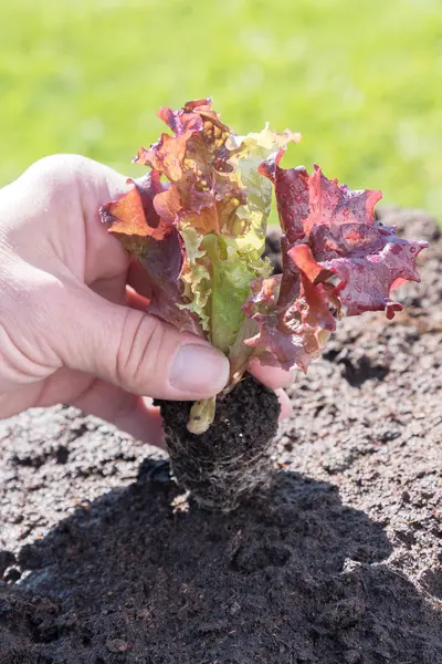 Sallad Sallad Plantering Våren — Stockfoto