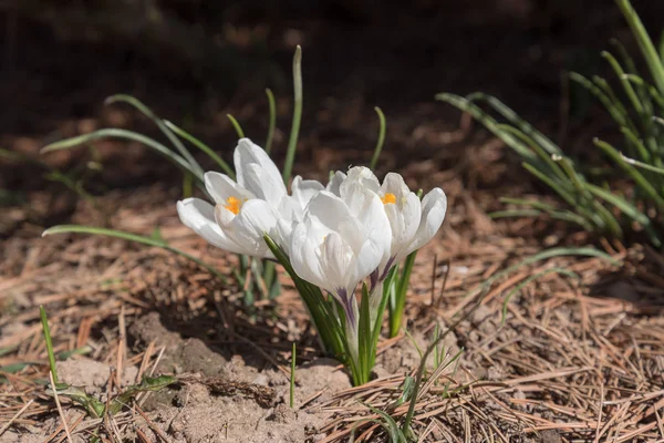 Crocos Luz Sol Primavera Flores Primitivas — Fotografia de Stock