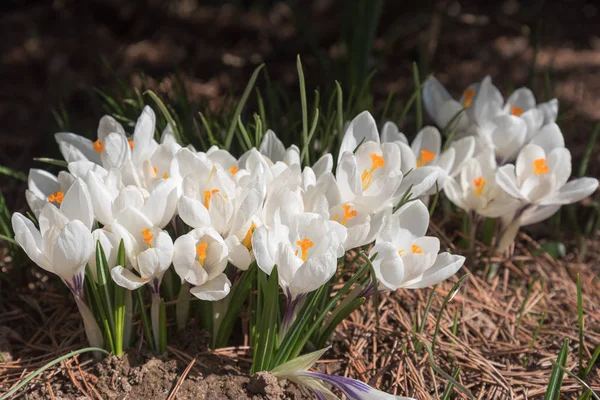 Krokusar Våren Solljus Tidiga Blommor — Stockfoto