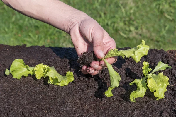 Ensalada Lechuga Plantación Primavera — Foto de Stock