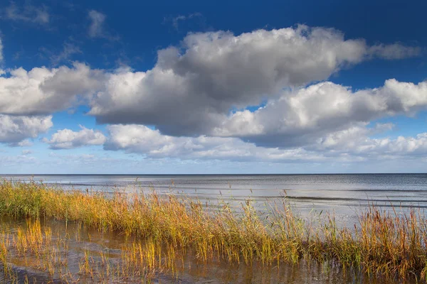 Herbe Dans Eau Mer Golfe Riga Mer Baltique — Photo