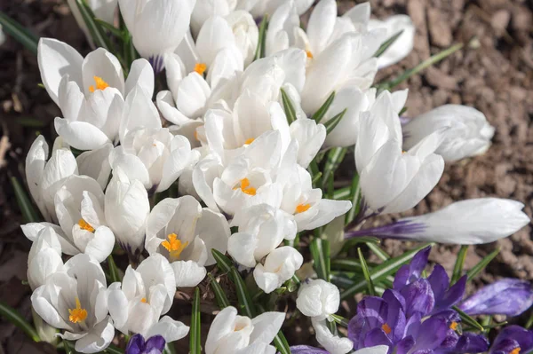 Crocos Luz Sol Primavera Flores Primitivas — Fotografia de Stock