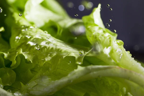 Lettuce Salad Water Drops — Stock Photo, Image