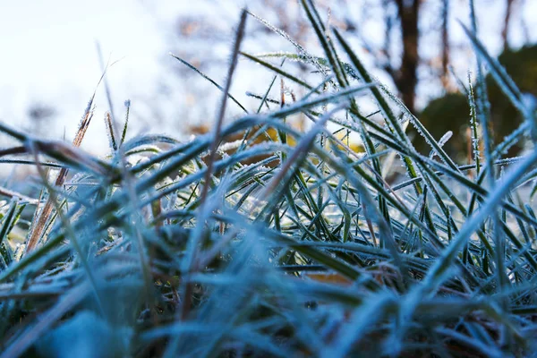 Glace Sur Herbe Matin Froid — Photo