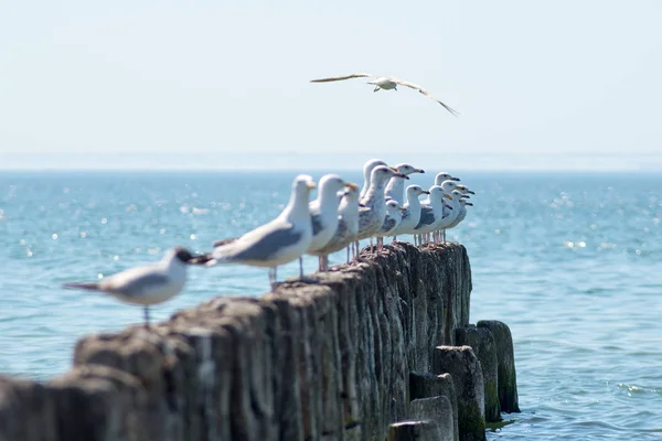Sea Gulls Old Breakwater Selective Focus — Stock Photo, Image