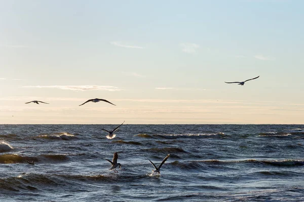 Vista Panorâmica Das Gaivotas Costa Mar Báltico — Fotografia de Stock