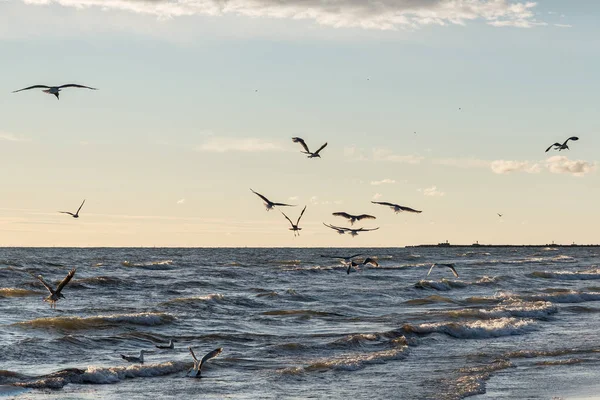 Scenic View Seagulls Baltic Sea Coast — Stock Photo, Image