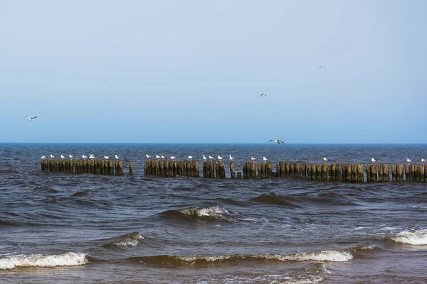 Baltık Denizi Sahilinde Ahşap Dalgakıran Martı Görmek — Stok fotoğraf