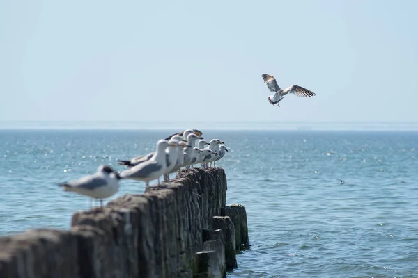 Deniz Deniz Seçici Odak Gulls — Stok fotoğraf