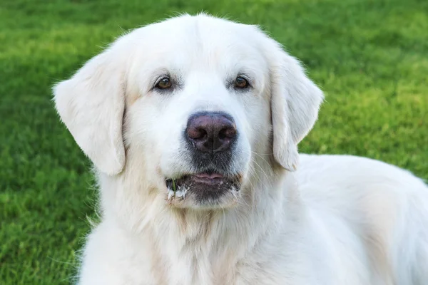 Slowakischer Cuvac Hund Selektiver Fokus — Stockfoto