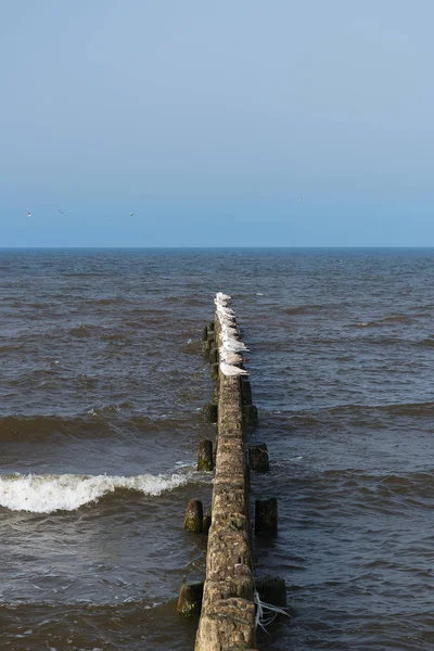 Voir Mouettes Sur Brise Lames Bois Sur Côte Mer Baltique — Photo