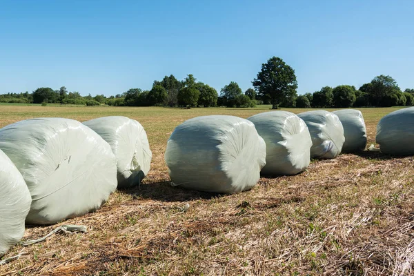 Silage Rollt Auf Gemähtem Feld Selektiver Fokus — Stockfoto