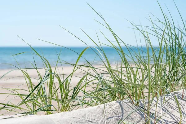 波罗的海海滩上的绿草 选择性聚焦 — 图库照片