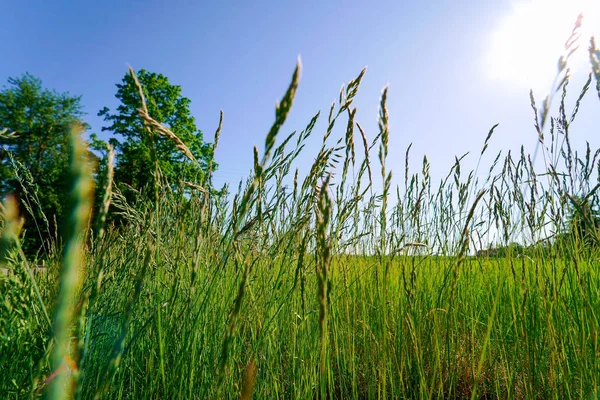 Nahaufnahme Von Grünem Gras Auf Der Wiese — Stockfoto