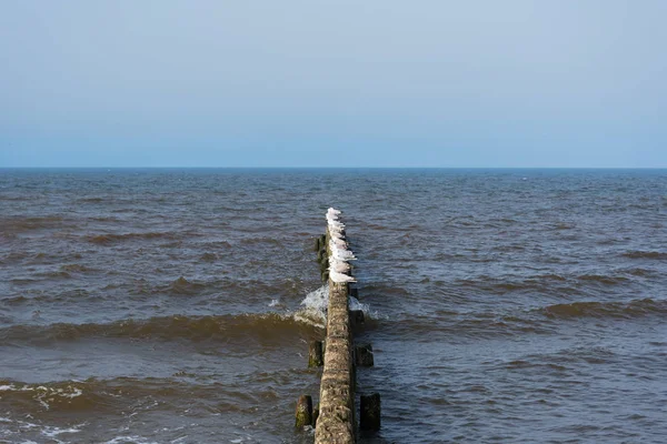 Ver Gaivotas Quebra Mar Madeira Costa Mar Báltico — Fotografia de Stock