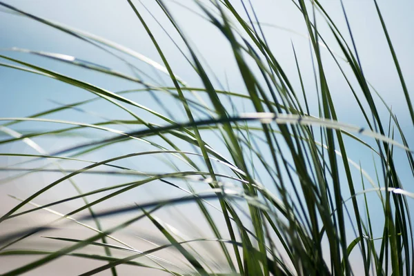 Green Grass Baltic Sea Beach Selective Focus — Stock Photo, Image