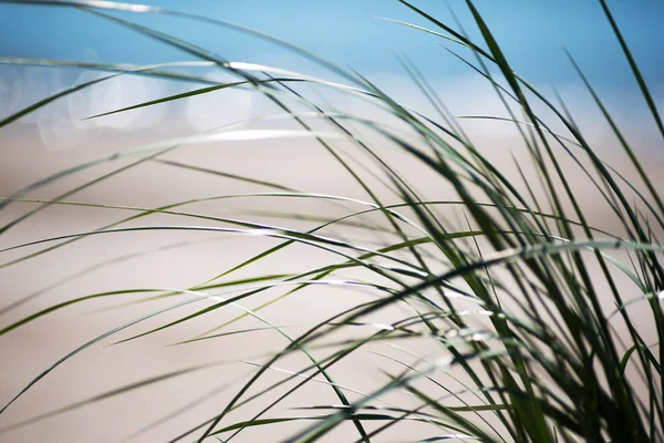 Green Grass Baltic Sea Beach Selective Focus — Stock Photo, Image