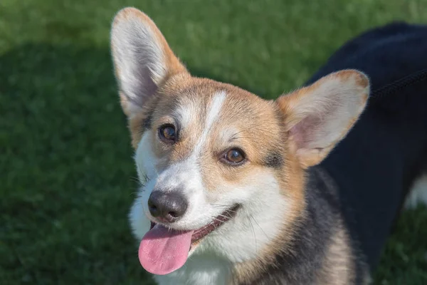 Portré Pembroke Becsap Corgi Szelektív Összpontosít — Stock Fotó