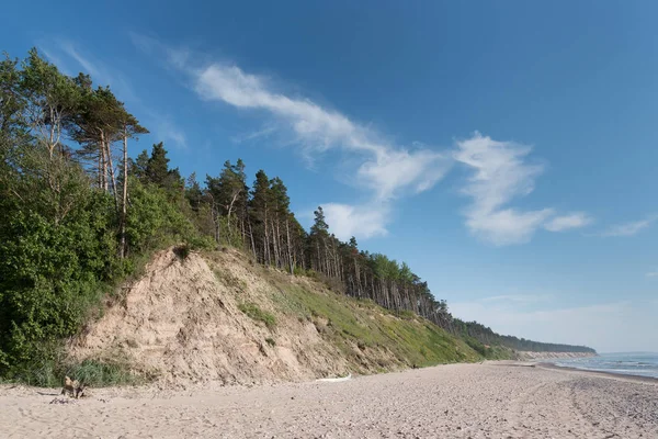 Steile Zanderige Kust Van Oostzee Westerse Letland — Stockfoto