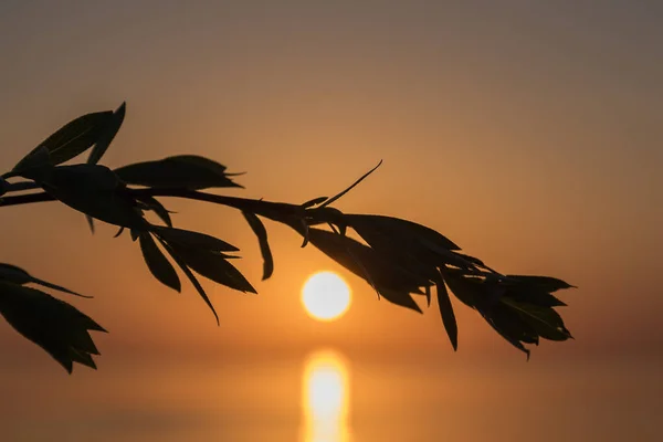 Мальовничий Вид Захід Сонця Час Балтійському Морі — стокове фото